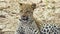 Incredible close-up of a beautiful wild leopard cub
