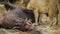 Incredible close-up of a group of lionesses eating a freshly killed African buffalo.