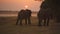 Incredible close-up of a group of wild African elephants