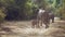 Incredible close-up of a group of wild African elephants