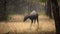 Incredible close-up of a huge male of wild nilgai (blue bull)