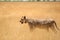 Incredible close up view of a female lion with a tracking collar around the neck walking through dry grass in Etosha National Park