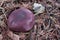 Incredible colorful Mushrooms on the meadow