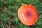 Incredible colorful mushrooms in the meadow Russula