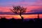 Incredible colors , silhouette of a tree with strange shapes after the sunset