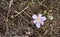 Incredible contrast: an early flower on frozen ground