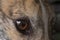 Incredible detail of pet greyhound dog\\\'s brown eye and iris, close up
