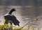 The incredible Horned Screamer