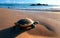 The Incredible Journey Turtles Embarking on a Coastal Adventure