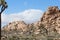 Incredible landscape photo of Joshua Tree National park