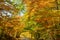 Incredible scene of trees in fall, seasonal colors - yellow, red, orange, golden and light green leaves, road of fall beauty