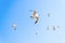 Incredible Seagull swarm in a light blue sky