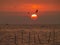 Incredible sunrise with gradation of red color sky and flying seagulls