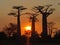 Incredible sunset in the legendary Avenue of the Baobabs