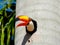 Incredible toucan protects your nest