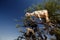 Incredible tree-climbing goats