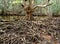 Incredible tree roots in the mangrove forest of Trat Province