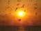 Incredible View of Uncountable Flying Seagulls Against the Golden Morning Sun