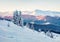 Incredible winter sunrise in Carpathian mountains with snow covered fir trees. Early morning scene of mountain valley, Happy New