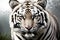 Incredibly beautiful Bengal White Tiger.