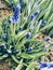 Incredibly beautiful blue flowers with green wide leaves