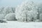 Incredibly beautiful and large frost adorned the fields and trees.