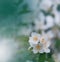 Incredibly beautiful Nature.Art photography.Floral fantasy design.Abstract macro,closeup.Green Background.Amazing Colorful Flower