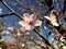 Incredibly beautiful pink flowers on branches of wild apples in the early days of spring on sunny day