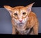 Incredibly beautiful red cat oriental. Red cat with a serious expression of the muzzle.