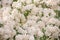 Incredibly luxuriant flowering shrub of snow-white spiraea.