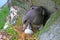 Incubation behaviour of Fulmar. Female turns eggs during incubation