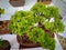 Indain bonsai trees for home decoration