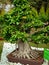 Indain bonsai trees for home decoration