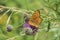 An indefinite butterfly from the genus fritillary Argynnis