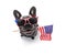 Independence day 4th of july dog