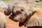 Independent African Elephant Calf Drinking Milk