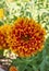 Indi blanket, Gaillardia pulchella (firewheel, Indian blanket, Indian blanket flower, or sundance)