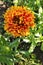 Indi blanket, Gaillardia pulchella (firewheel, Indian blanket, Indian blanket flower, or sundance)