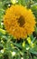 Indi blanket, Gaillardia pulchella (firewheel, Indian blanket, Indian blanket flower, or sundance)