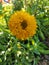 Indi blanket, Gaillardia pulchella (firewheel, Indian blanket, Indian blanket flower, or sundance)