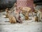 India: Baby monkey with it family in the sacred temple.