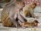 India: Baby monkey with it family in the sacred temple.