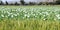 India, Bijaipur: Opium poppy field