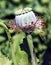 India, Bijaipur: Opium poppy field