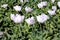 India, Bijaipur: Opium poppy field