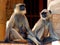 India, Chittorgarh: monkeys