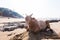 India, a cow on the beach, palm trees and highlands