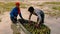 India farmers washing water chestnuts obtained from pond to be sold in the market.