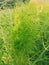 India Fennel Small Plant | Nature | Nature Plant