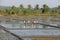 India, GOA, 03 February 2018. Indian workers plow the field with shovels and are reflected in the water. Heavy manual labor in